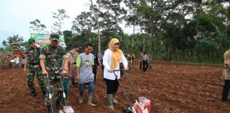 BUPATI Pandeglang, Irna Narulita melakukan Gertam jagung di lahan tidur seluas 14 hektar milik Yonif 320/Badak Putih di Desa Tapos, Kecamatan Cadasari, Kamis (13/07/2017).(Foto : Humas Pemkab Pandeglang)