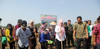 Gertam Jagung Pandeglang Capai 30.000 Hektare