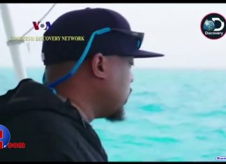 Ketakutan dan Keingintahuan Soal Hiu Mendongkrak Fenomena ‘Shark Week’