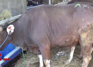 Pesanan Hewan Qurban Sapi Dari Luar Kota Meningkat