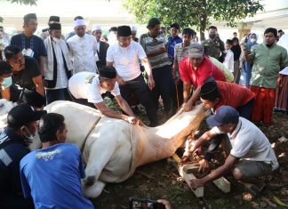 Sudah Miliki Sertifikat “Juleha”, PJ Gubernur Banten Al Muktabar Potong Sendiri Sapi Kurban Bantuan Presiden