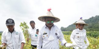 Varietas Migo Sukses, Kabupaten Serang Bersiap Jadi Sentra Kedelai