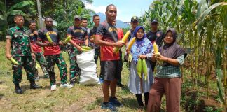 Yonif 320/Badak Putih Bagikan Hasil Panen Kepada Masyarakat