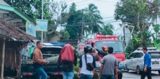 Pohon Besar di Pandeglang Roboh, Satu Unit Mobil Pick UP Rusak Berat