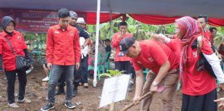 Rayakan HUT ke-50, DPC PDIP Pandeglang Tanam Pohon di Kawasan Stadion Badak