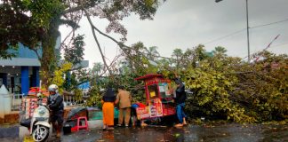 Hujan Disertai Angin Kencang di Pandeglang Menyebabkan Puluhan Pohon Tumbang