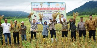 Migo Ratu Serang, Varietas Unggul Kedelai Sukses Diujicoba