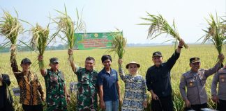 Panen Padi di Desa Laban Tirtayasa Maksimal, 1 Hektar Hasilkan 9 Ton Gabah
