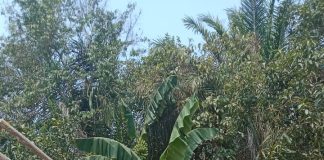 Rumah Warga di Pandeglang Ambruk