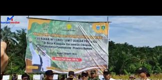 Program PSR Pandeglang Panen Padi Gogo,Jagung dan Panen Perdana Sawit di Kecamatan Cikeusik