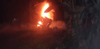 Diduga Bawa Kerbau Hasil Curian, Satu Unit Kendaraan Dibakar Warga