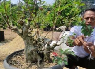 Warga di Pandeglang Sukses Jual Bonsai Beromzet Ratusan Juta Rupiah