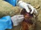 Hasil Uji Lab PPV Ratusan Ayam Mati Mendadak di Pandeglang Positif Flu Burung