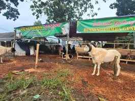 Jelang Idul Adha 1447 H, Pedagang Hewan Kurban Mulai Bermunculan