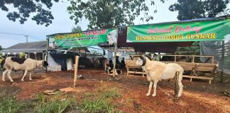 Jelang Idul Adha 1447 H, Pedagang Hewan Kurban Mulai Bermunculan