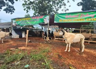 Jelang Idul Adha 1447 H, Pedagang Hewan Kurban Mulai Bermunculan