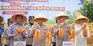 Dampingi Kapolda Banten, Kapolres Pandeglang Ikut Panen Raya Jagung Bersama Petani di Desa Paniis