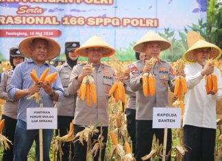Dampingi Kapolda Banten, Kapolres Pandeglang Ikut Panen Raya Jagung Bersama Petani di Desa Paniis
