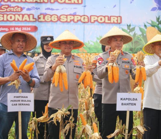 Dampingi Kapolda Banten, Kapolres Pandeglang Ikut Panen Raya Jagung Bersama Petani di Desa Paniis